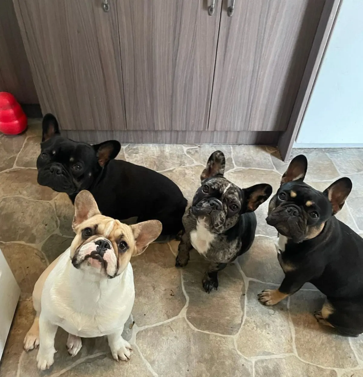 Four adult French bulldogs