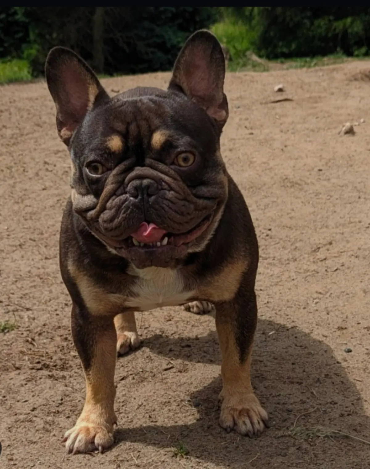 Timmy, chocolate and tan stud